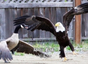 英雄联盟总决赛赛程-北美队伍在地球赛事中斩获佳绩，超越国际对手