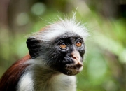 英雄联盟总决赛门票-乌干达队大获胜利，晋级东非联赛决赛