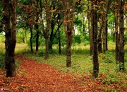 英雄联盟总决赛时间-罚失后的蜕变，梅西在美加墨世界杯之夜如何以平静完成终极证明