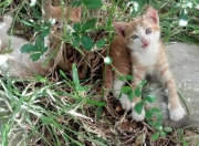 -从伯纳乌硝烟到圣西罗黄昏，当孔德在两场战争中完成接管艺术