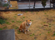 LOL赛事-当NBA大场面先生执教德甲争冠夜，哈利伯顿的足球思维如何点燃终极对决