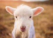 LOL赛事-穹顶之下，当足球巨星在抢七夜改写篮球历史