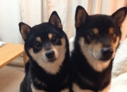 英雄联盟总决赛直播-团队革命 vs 个人神话，日本橄榄球队的逆袭与内马尔的巴黎魔法