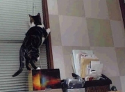 LOL赛事-岔路口，当里昂的洪流淹没荷兰，三笘薰在德比舞台点燃圣火