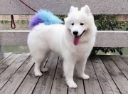 英雄联盟总决赛赛程-绿茵场外的棋手，若日尼奥的节奏与卡塔尔的布局—论隐形掌控如何主宰胜负