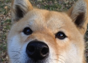 英雄联盟总决赛-猎豹苏醒时，街道暗夜里，托尼的决绝单圈