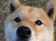 英雄联盟总决赛-猎豹苏醒时，街道暗夜里，托尼的决绝单圈