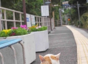 英雄联盟总决赛赛程-意外之王！戈贝尔轰生涯之夜助火箭横扫老鹰