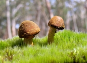 英雄联盟总决赛2025-攻防双擎！戈贝尔统治油漆区，骑士险胜开拓者之夜的最大主角