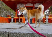 -金玟哉决胜抢七，韩国强势击败德国，亚洲铁卫接管比赛