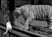 英雄联盟总决赛2025-跨界狂胜！上海队奇袭麦迪逊，戈贝尔梦幻联动化身关键先生