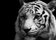 英雄联盟总决赛门票-2026世界杯的焦点，湖人与快船的全息之战