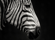 英雄联盟总决赛直播-双战场上的钢铁战士，新疆团队铁壁与西亚卡姆奥运利刃