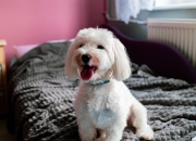 英雄联盟总决赛2025-当山西队穿越平行宇宙锁死约基奇，马克西50分拯救丹佛掘金