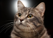 英雄联盟总决赛时间-三分雨与双塔魂，克莱的佛光为何未能击穿原始战术的智慧？