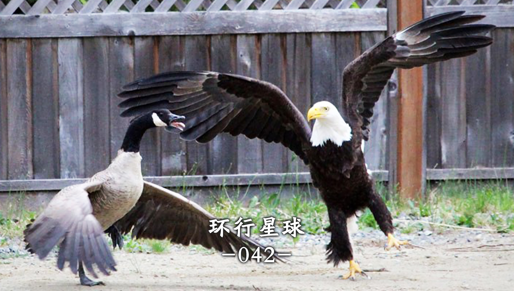 北美队伍在地球赛事中斩获佳绩，超越国际对手