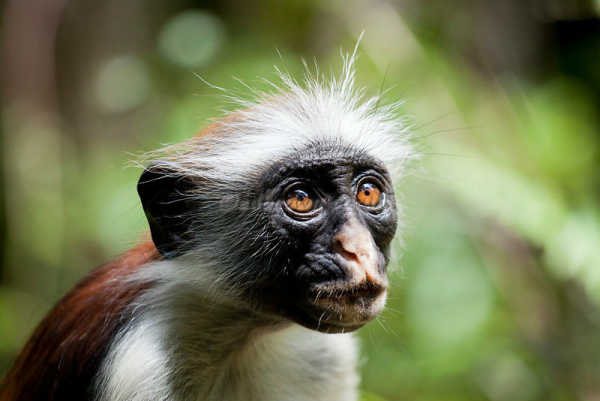 乌干达队大获胜利,晋级东非联赛决赛 乌干达队大获胜利,晋级东非联赛决赛
