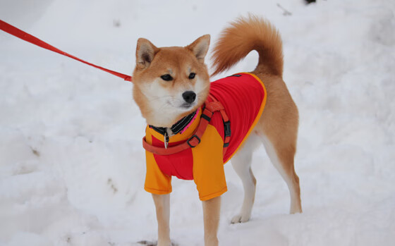 时光裂隙下的绿茵对决，萨拉赫跨联赛高能输出之夜