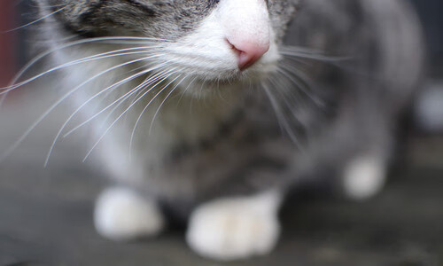 天赋长城，当文班亚马单骑闯关遇上新疆队的钢铁洪流