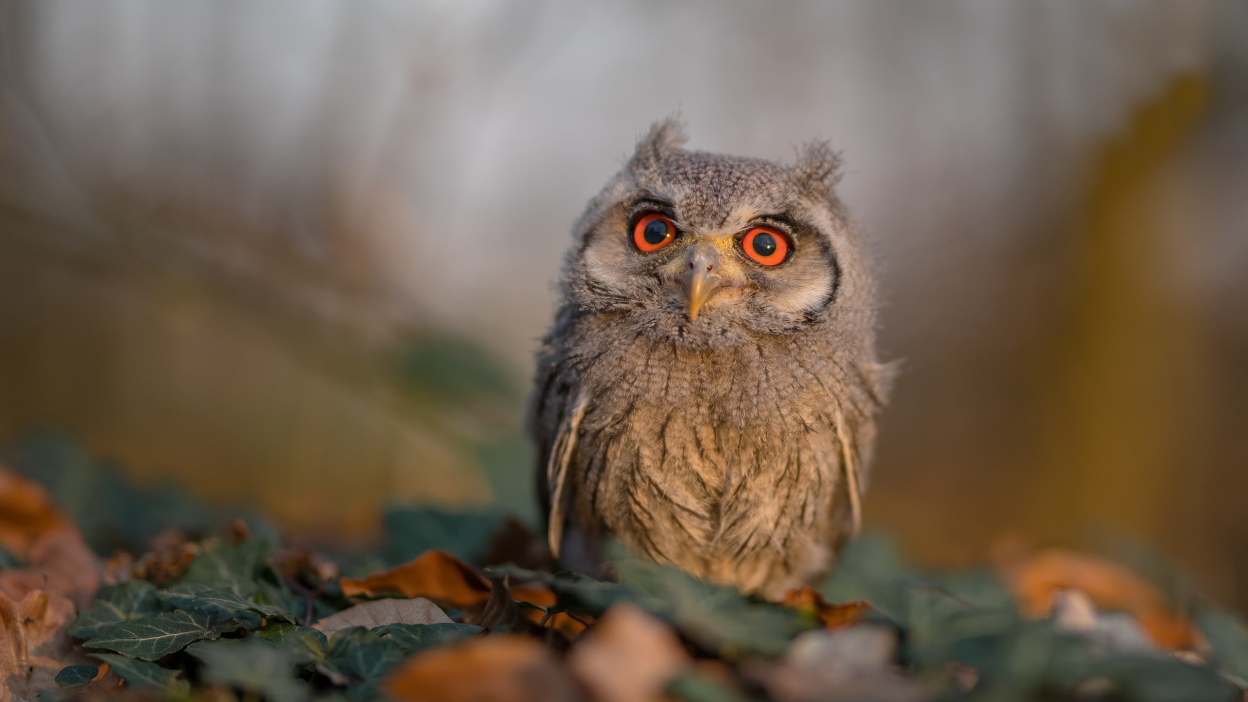 星光璀璨的2026世界杯之夜，贝恩书写历史新篇章