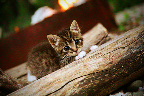 星际登录战，2026世界杯之夜，锡安的数据流如何炸裂全球服务器？