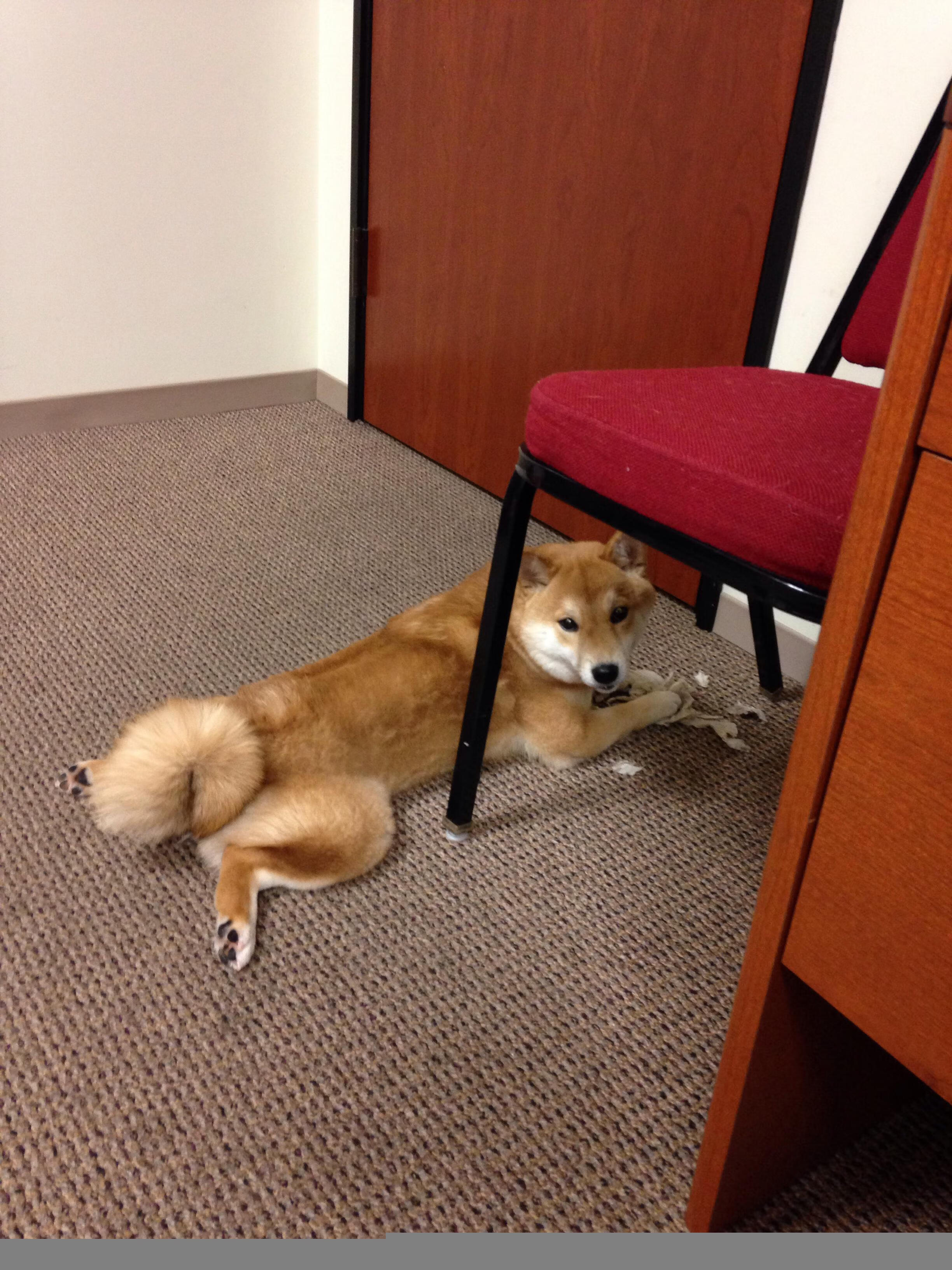 活塞硬仗取胜湖人,拉梅洛的F1式揭幕战接管