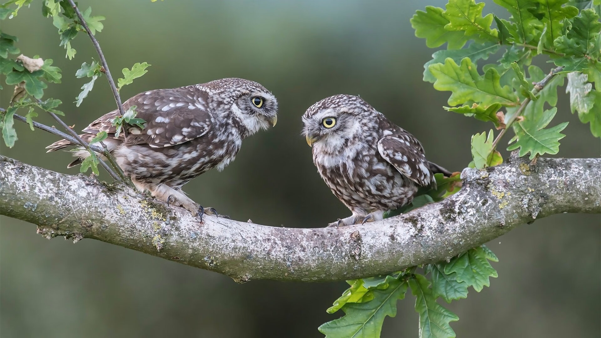 摩纳哥贵族赛道，给希腊新贵的优雅一课