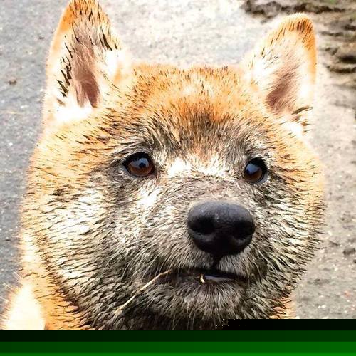 天山脚下的欧冠决赛,新疆队摘日之夜