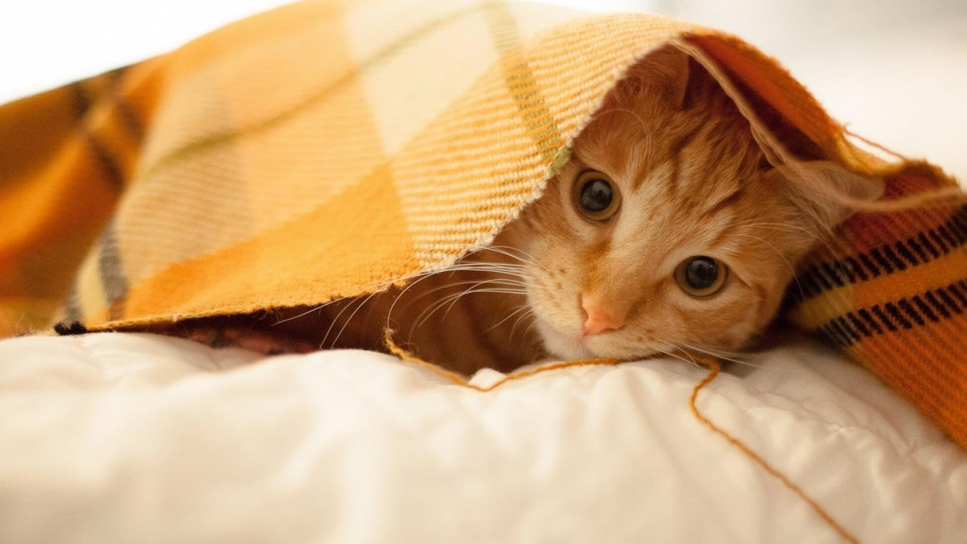 钢骨活塞碾过紫禁烽火，三球掌控雷电成关键先生