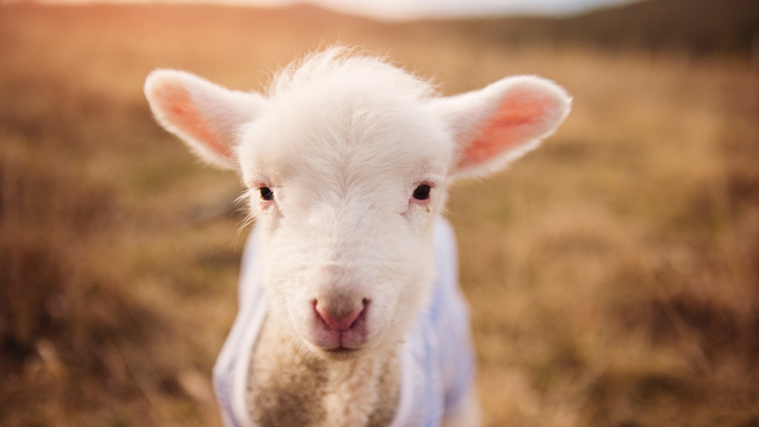 穹顶之下,当足球巨星在抢七夜改写篮球历史