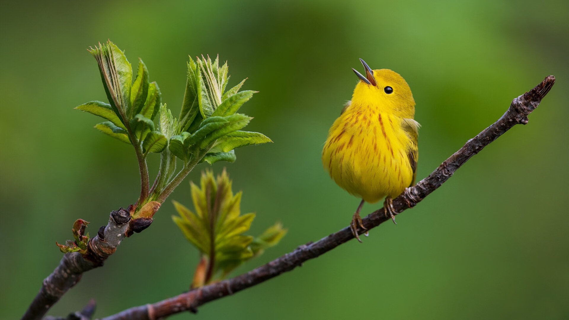 强者无意外，姆巴佩用双响破疑，芬兰以压制消弭冷门