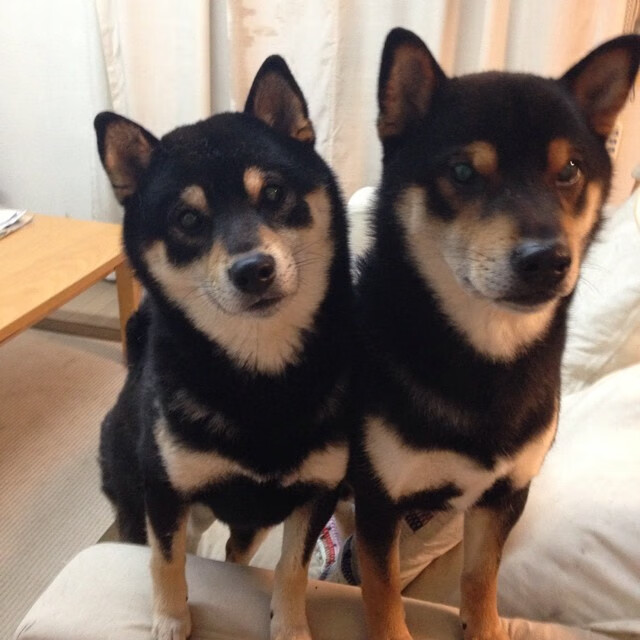 团队革命 vs 个人神话，日本橄榄球队的逆袭与内马尔的巴黎魔法