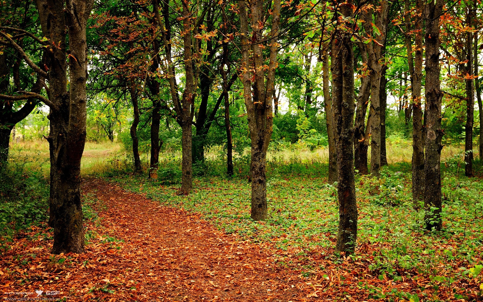 欧洲艺术足球的降维打击，摩纳哥团队闪电战摧垮喀麦隆，哈弗茨伪九号实验评分拉满