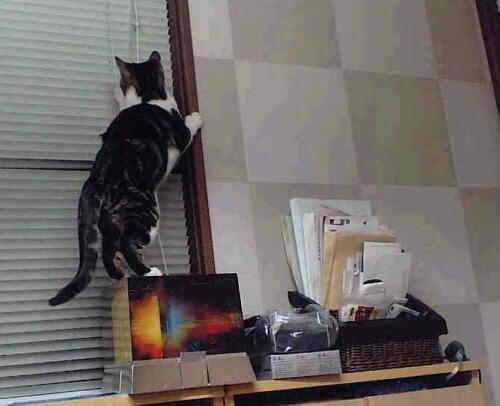 长白山猛虎撕碎骑士铠甲，布克烈焰灼烧对手防线