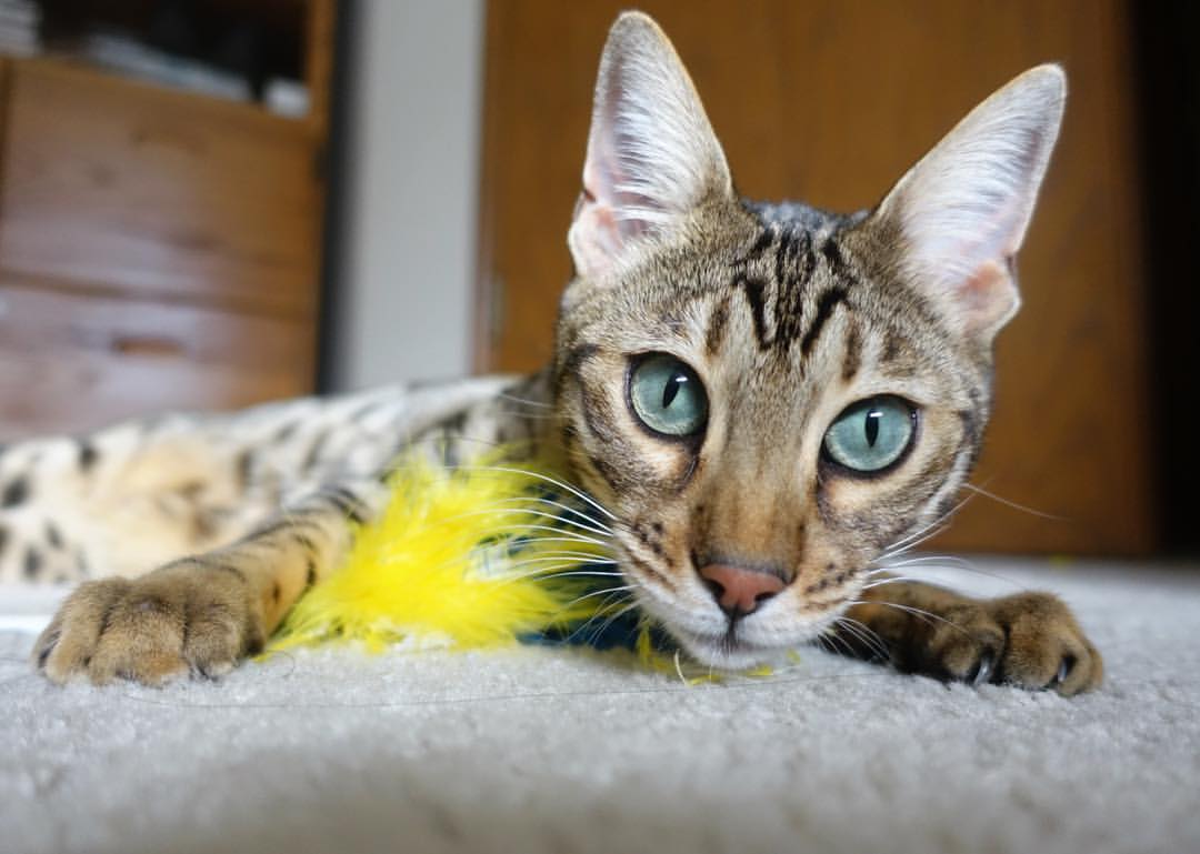 战术棋盘上的利刃，法比尼奥的个人能力如何导演塞内加尔的胜利