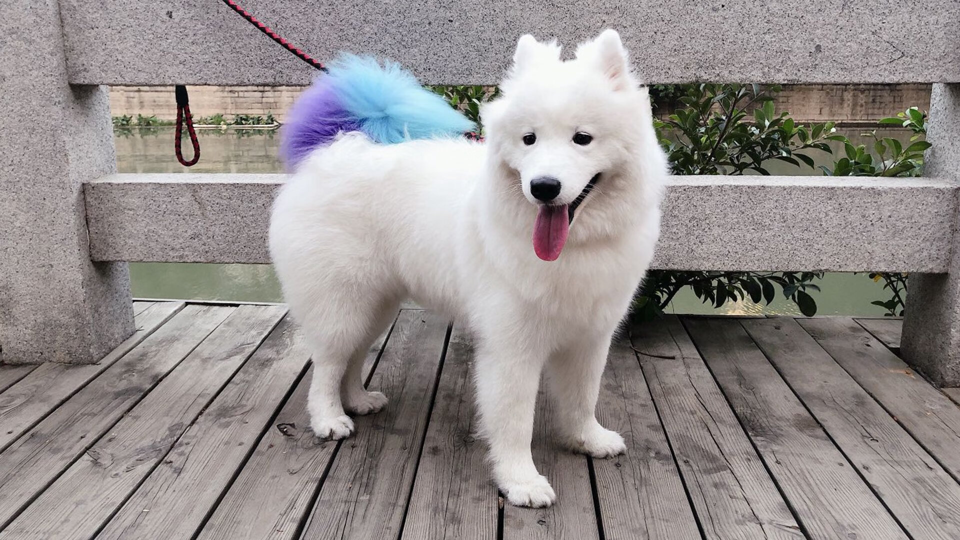 绿茵场外的棋手,若日尼奥的节奏与卡塔尔的布局—论隐形掌控如何主宰胜负