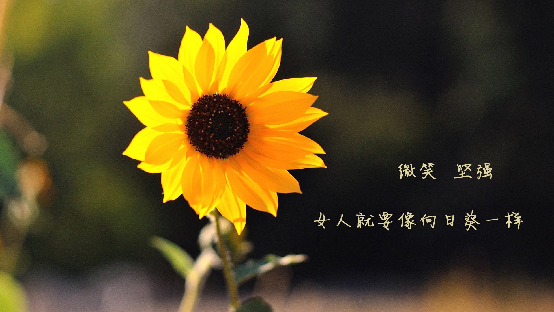 强度与主宰，从迈阿密的惊涛骇浪，到美加墨的孤胆英雄