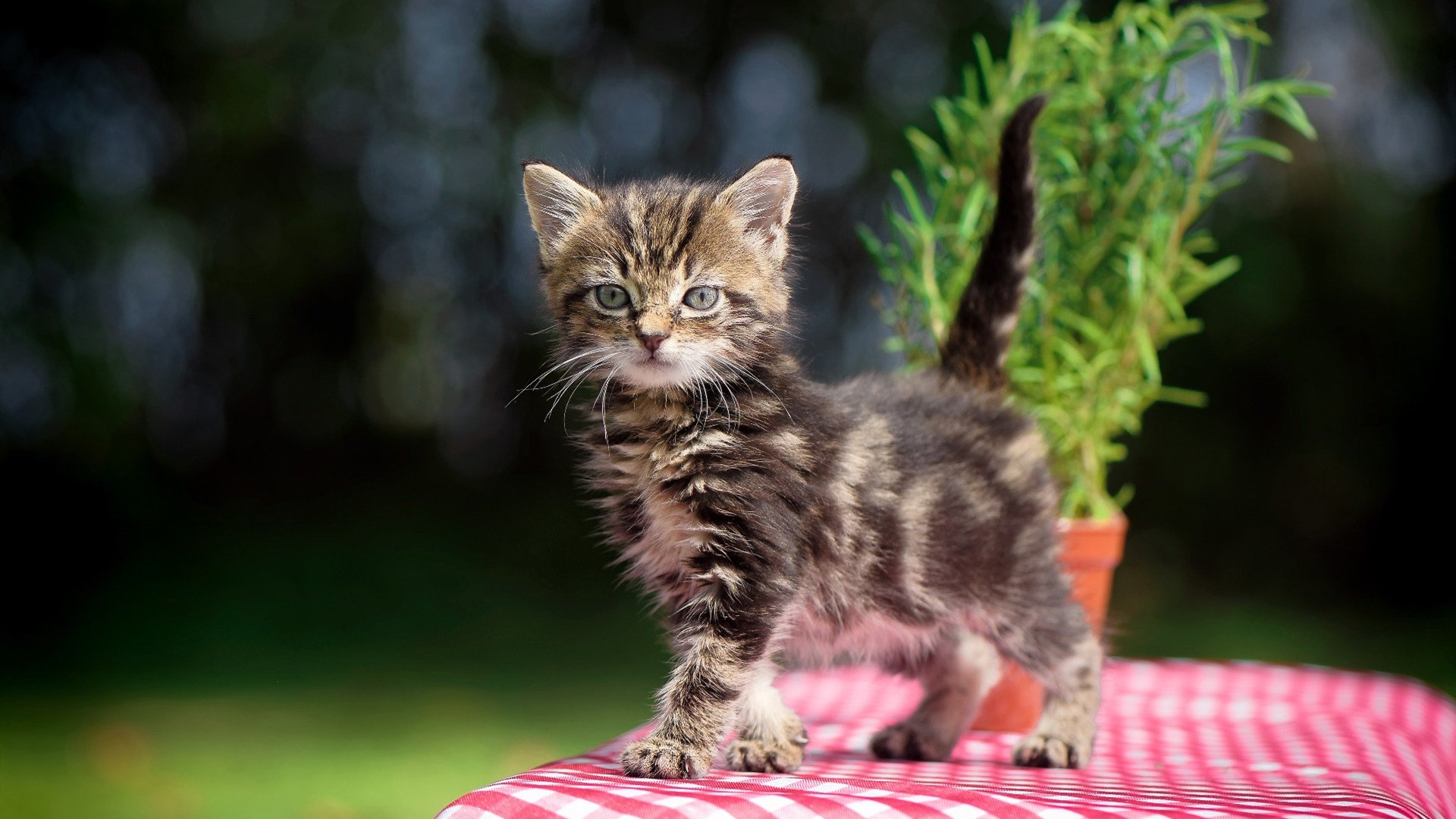 隐形刺客，当黄喜灿的幽灵进球为加纳带走曼城