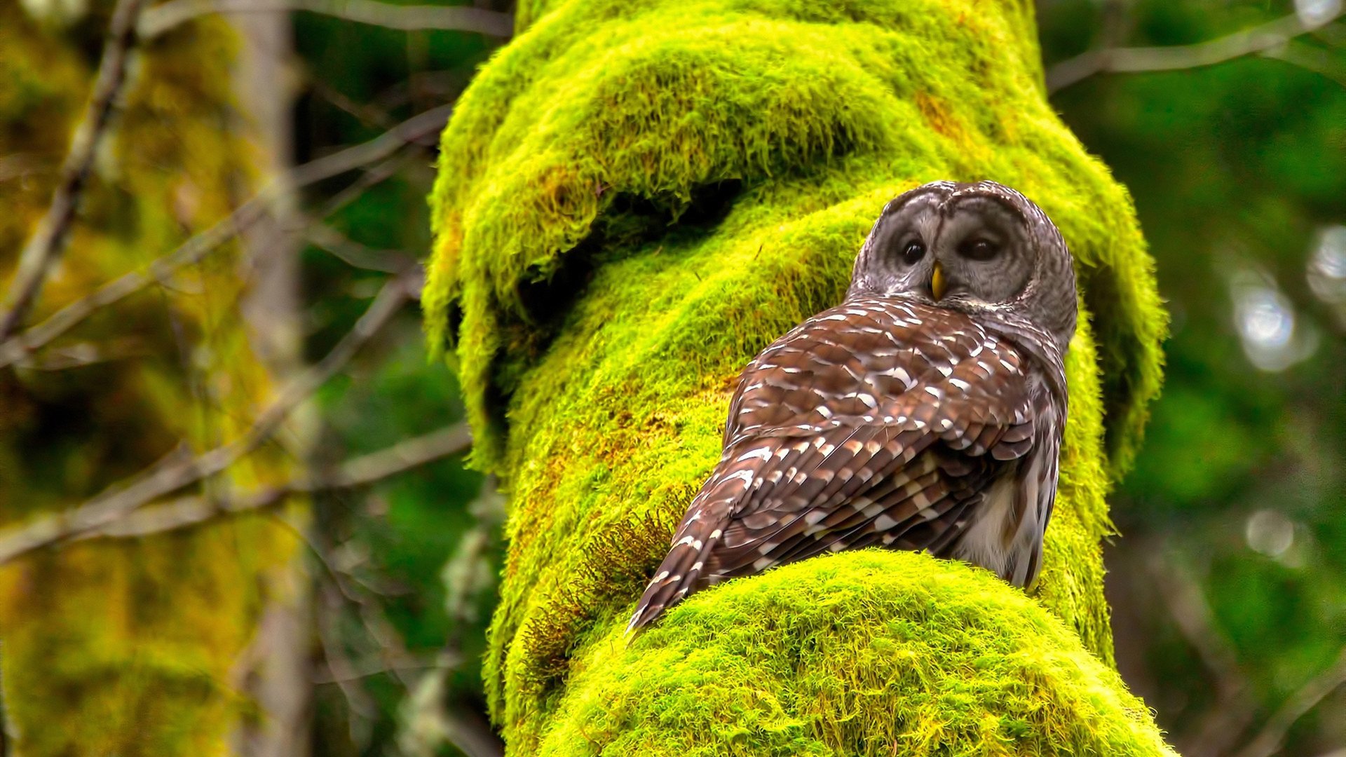 绿茵唯一性，迪巴拉流星划过天际，卡塔尔新星照亮沙漠