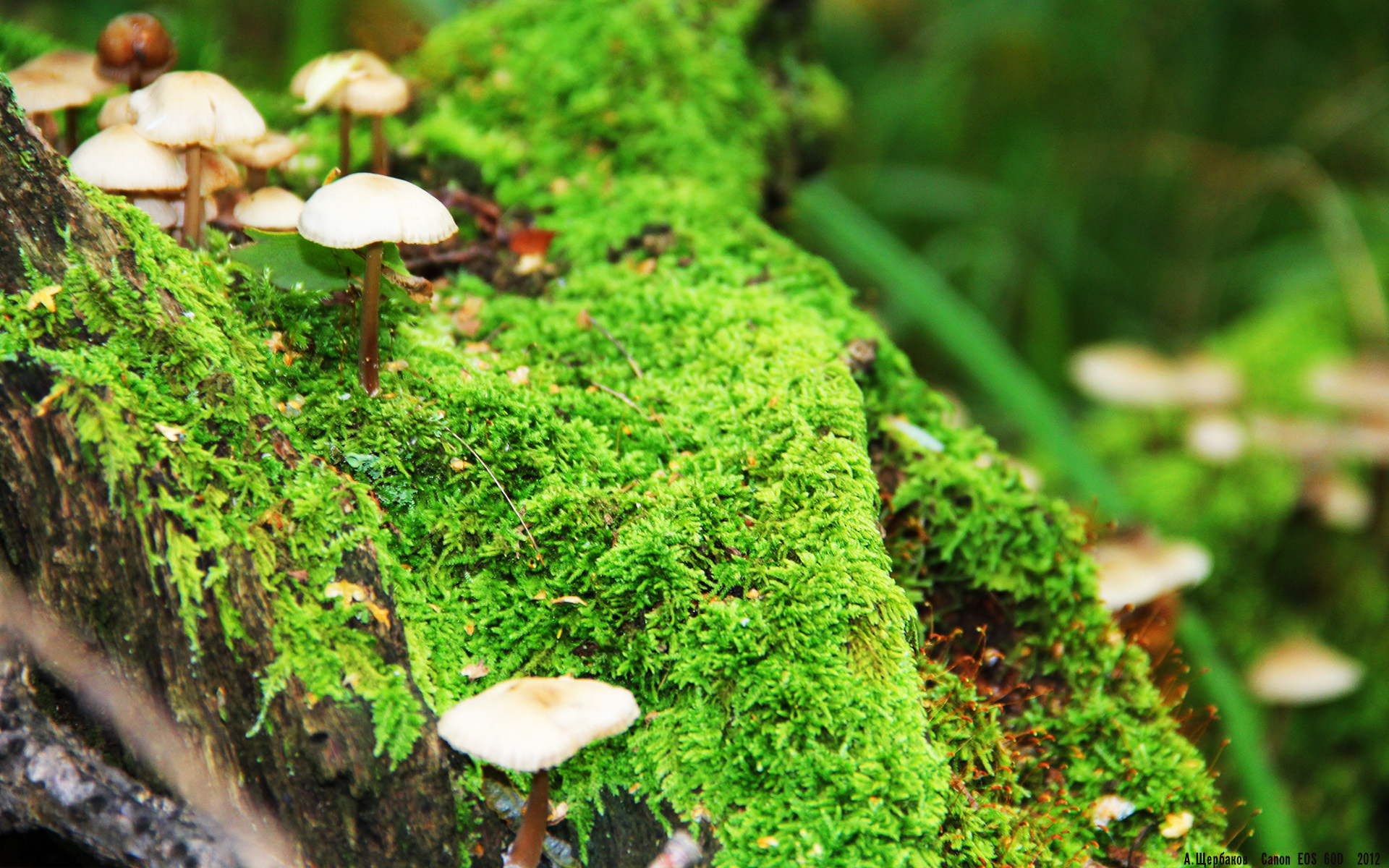 从澳洲铁血到上帝视角，足球意志的两极书写