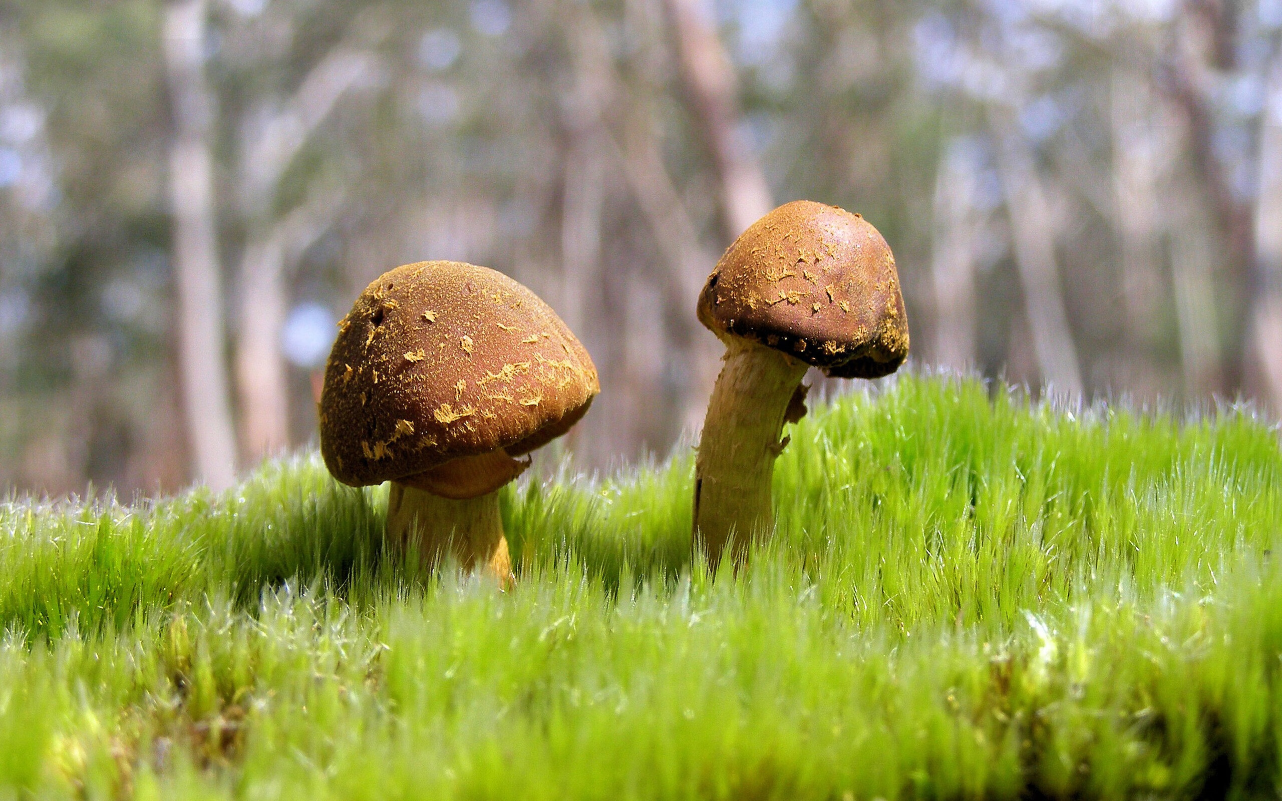 攻防双擎！戈贝尔统治油漆区，骑士险胜开拓者之夜的最大主角