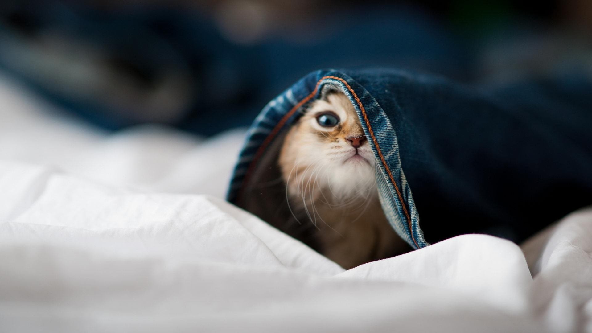 火山之怒与神话一击，当恩佐的岩浆淹没曼联的王朝残影