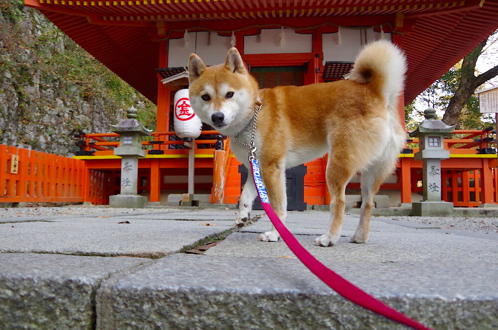 金玟哉决胜抢七，韩国强势击败德国，亚洲铁卫接管比赛