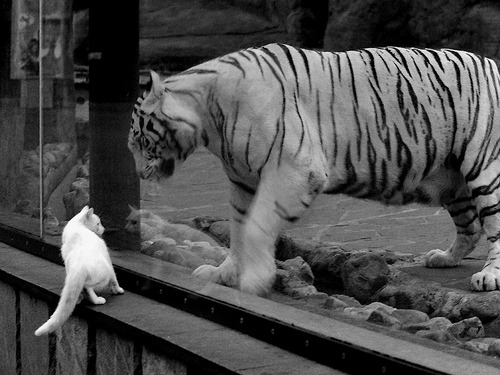 跨界狂胜！上海队奇袭麦迪逊，戈贝尔梦幻联动化身关键先生