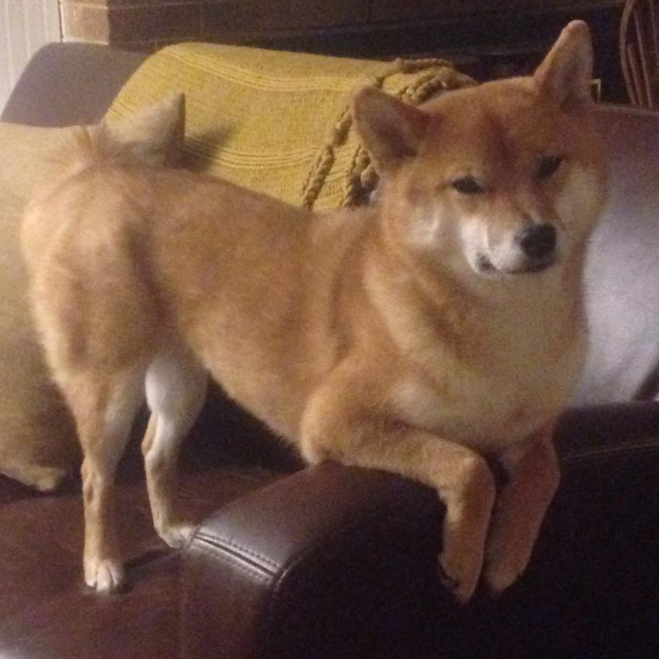 选择