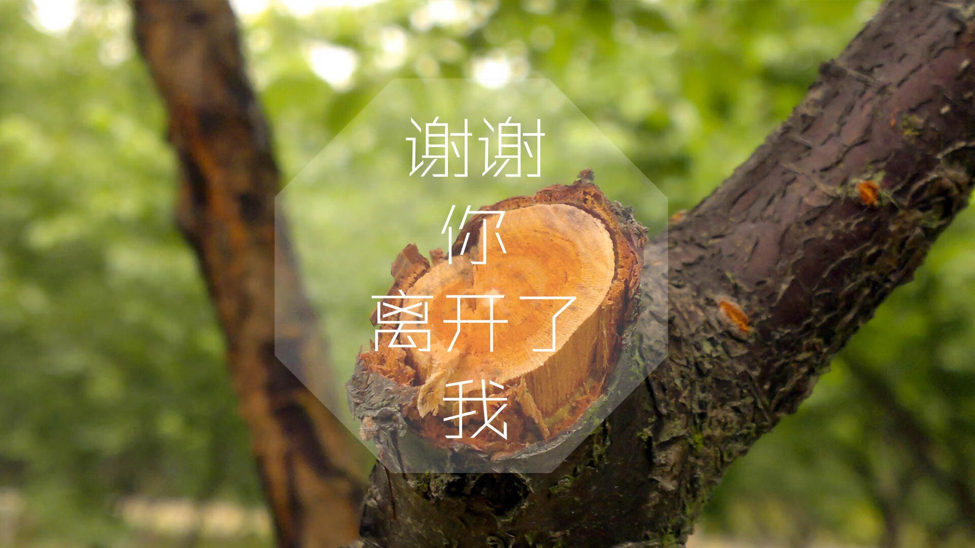 一个人的奇迹与一个国家的狂欢,2026世界杯,京多安如何导演突尼斯对乌兹别克斯坦的生死战